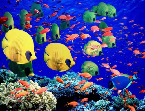 Dive Resorts & Excursions